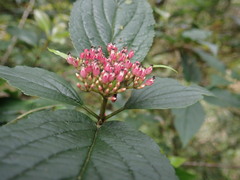 Viburnum urceolatum