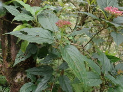 Viburnum urceolatum