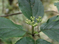 Viburnum urceolatum