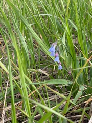 Mertensia lanceolata
