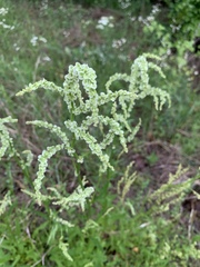 Rumex altissimus
