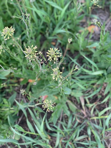 Camelina microcarpa iNat (1)