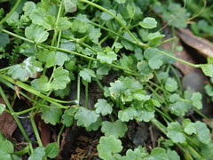 Ranunculus cheirophyllus