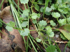 Ranunculus cheirophyllus