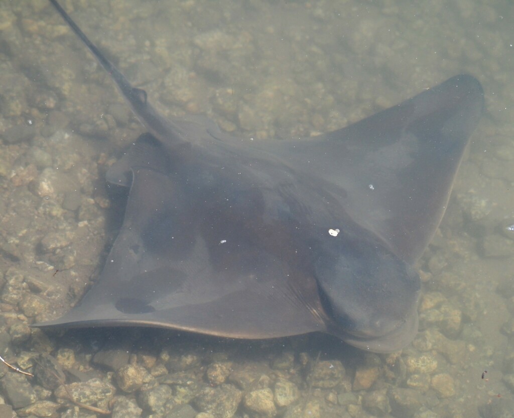Batfish Ray Bat Ray (China Cove Organisms) · iNaturalist