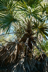 Leucothrinax morrisii