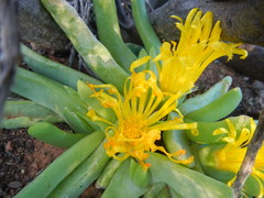 Glottiphyllum