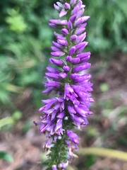 Veronica longifolia