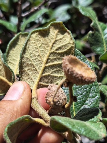 Mexican Oak
