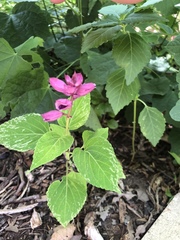 Pavonia lasiopetala