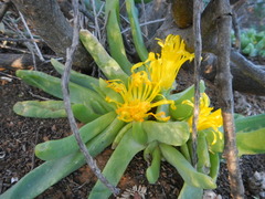 Glottiphyllum