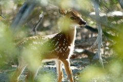 Odocoileus virginianus clavium