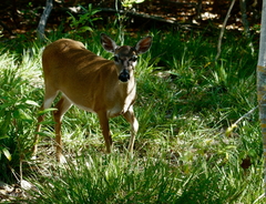 Odocoileus virginianus clavium