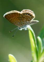 Brephidium pseudofea