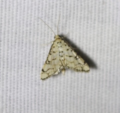 Hileithia rehamalis