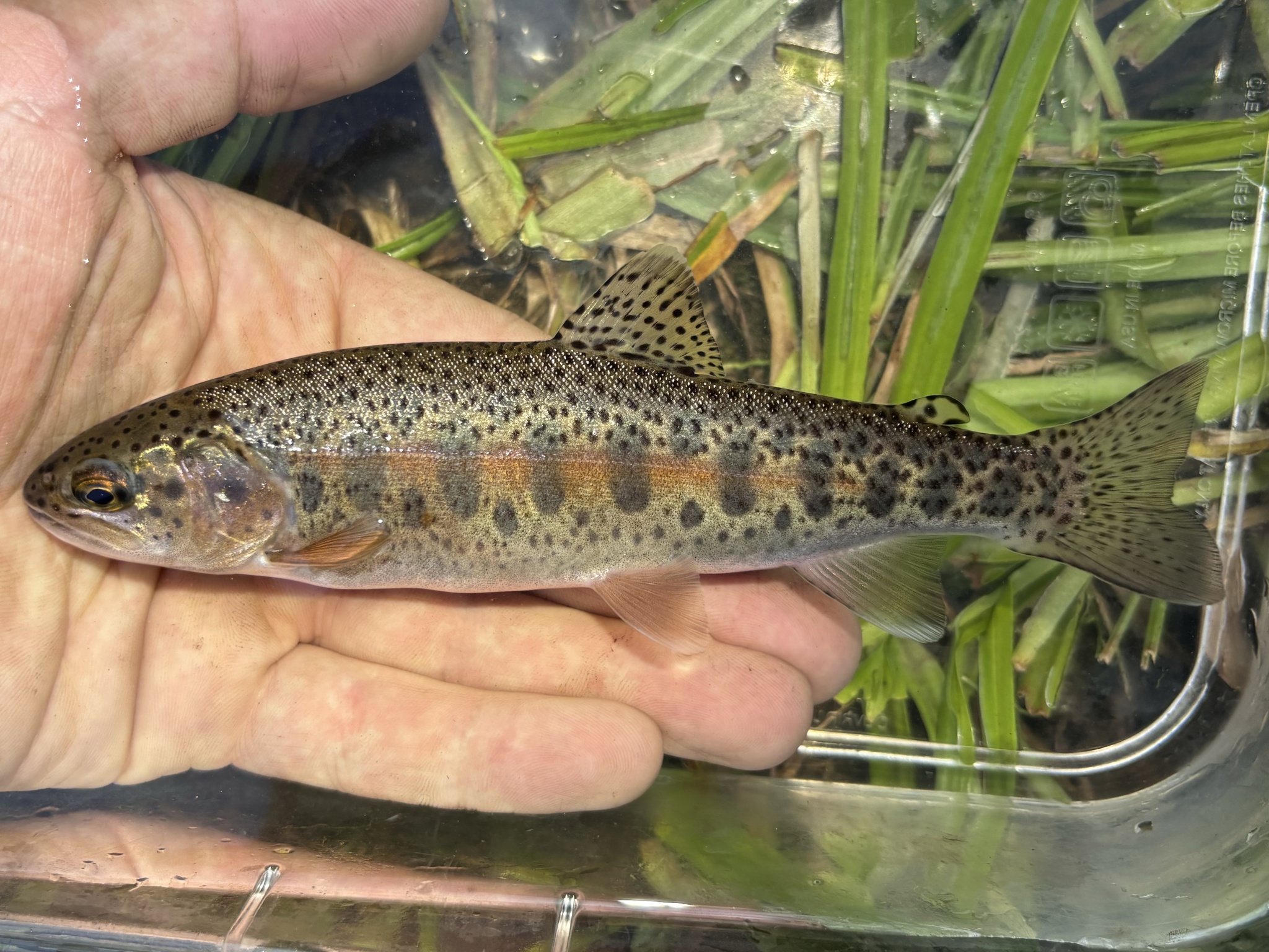 Rainbow Trout (Oncorhynchus mykiss) · iNaturalist