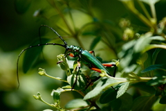 Plinthocoelium suaveolens