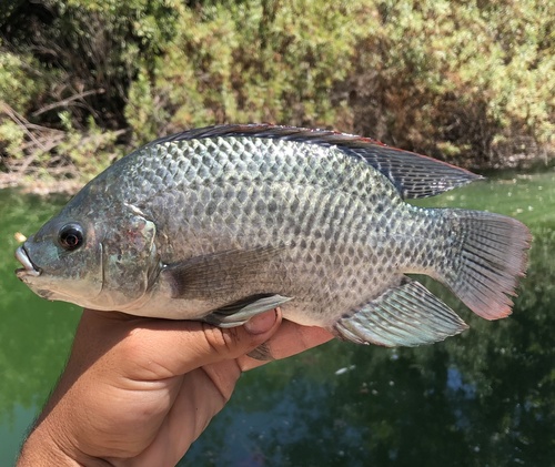 Blue Tilapia