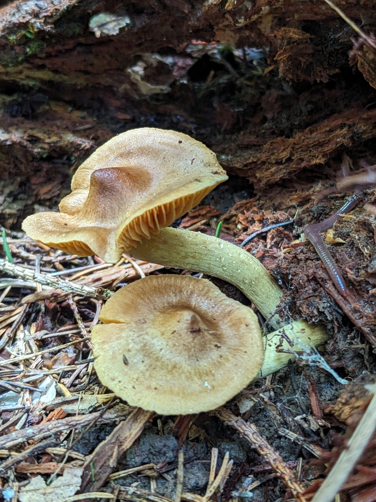 Cortinarius sp. 'ultrodistortus-OH01'