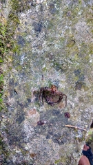 Heteropoda tetrica