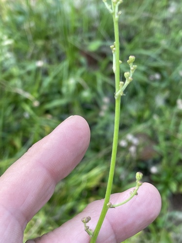 Image of Hieracium gronovii by no rights reserved