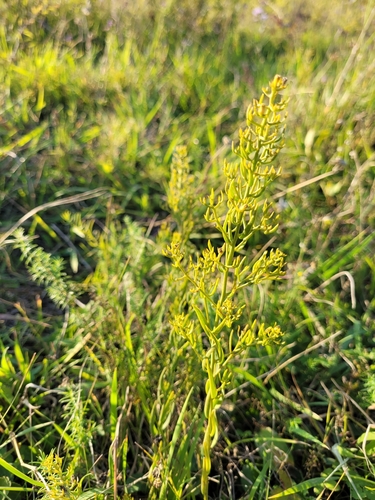 Image of Thesium linophyllon by (c) Bobo-X, some rights reserved (CC BY)