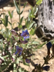 Penstemon pachyphyllus