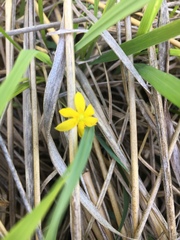 Hypoxis hirsuta