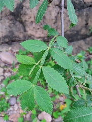 Bursera penicillata