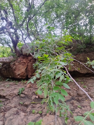 Bursera penicillata, photograph 2