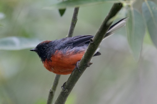 Slate-throated Whitestart (Myioborus miniatus), photo 2