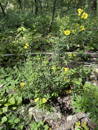 Image of Aureolaria grandiflora by (c) Ben Redding, some rights reserved (CC BY)
