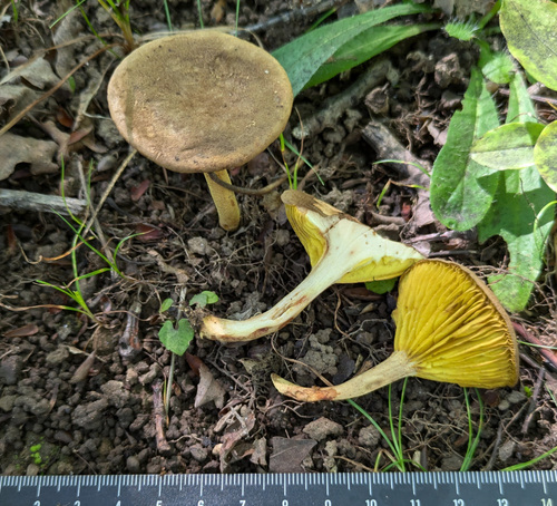 Phylloporus bellus