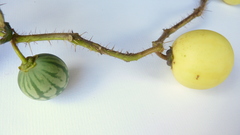 Solanum palinacanthum