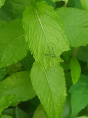 Condylostylus comatus