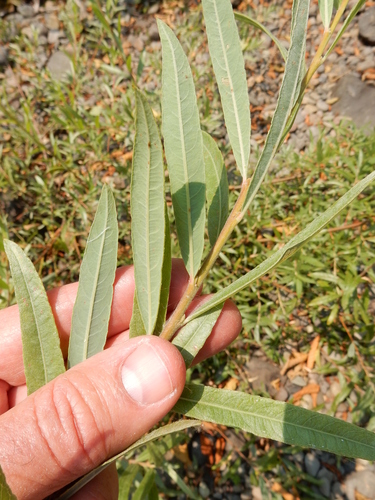 narrowleaf willow (Salix exigua)