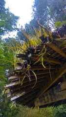 Pyrrosia longifolia