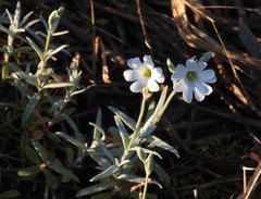 Cerastium tomentosum