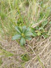 Daphne glomerata, photograph Maria Kohanovskaya, CC BY, iNaturalist via GBIF