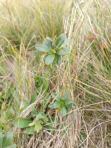Daphne glomerata, photograph 5