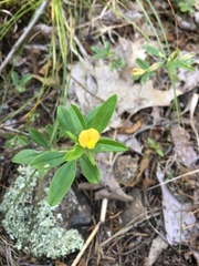 Stylosanthes biflora