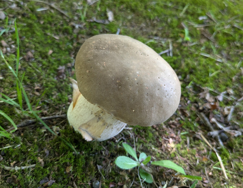 Boletus reticulatus
