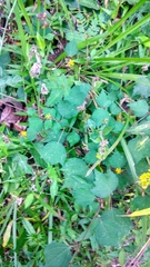 Triumfetta rhomboidea