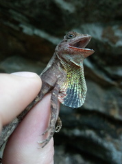 Otocryptis nigristigma