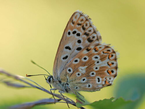 Chalkhill Blue photo 5