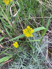 Harbouria trachypleura