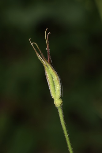 Western Columbine fruiting