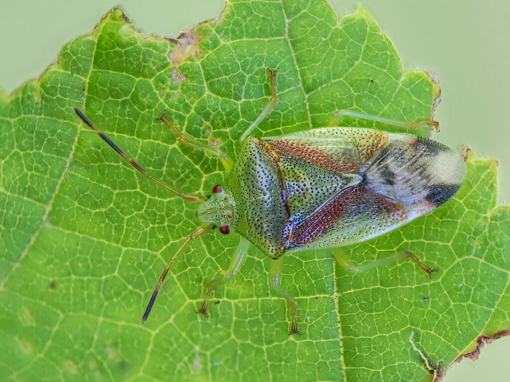 Elasmostethus minor