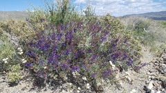 Psorothamnus arborescens minutifolius