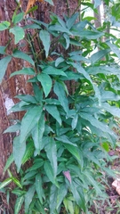 Bignonieae